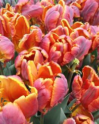 Close-up of flowers