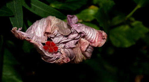 Close-up of flowers blooming outdoors