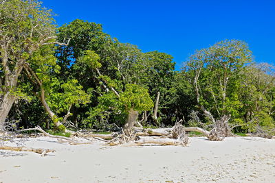 Trees on beach against clear blue sky