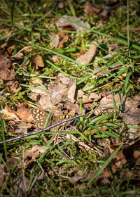 High angle view of dead plant on field