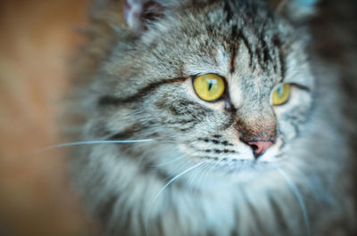 Close-up portrait of a cat