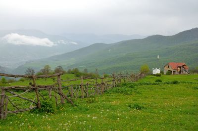 Cows on field by mountains against sky