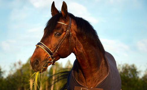 Close-up of horse in ranch against sky