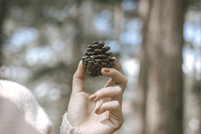 Close-up of hand holding pine cone