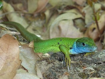 Close-up of lizard