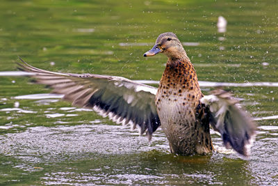 Mallard duck in water