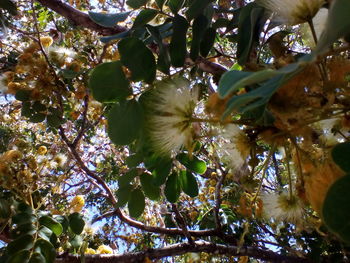 Low angle view of berries on tree