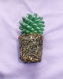 High angle view of fresh green plant against white background