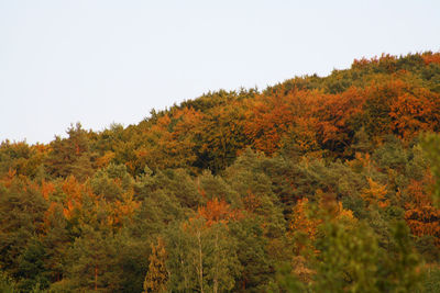 Scenic view of autumnal trees against clear sky