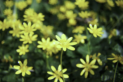 Close-up of yellow flowering plants