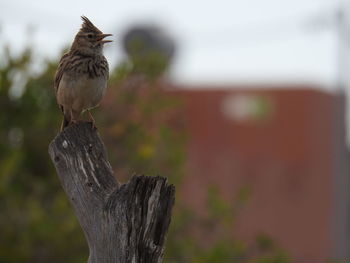 Bird perching on wood