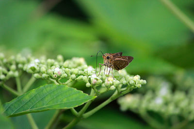 Close-up of butterfly pollinating on flower