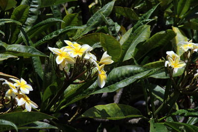 Close-up of white flowering plant