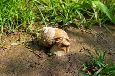 Close-up of snail on field