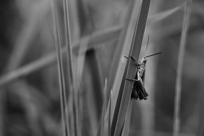 Close-up of insect on grass