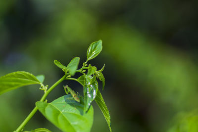 Close-up of insect on plant