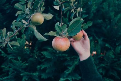 Cropped image of hand holding fruit growing on tree