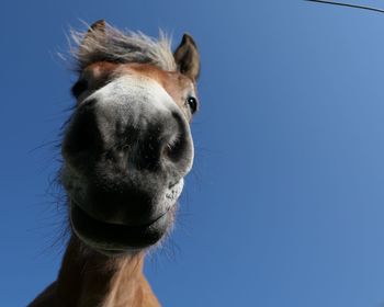 Cute horse against clear sky