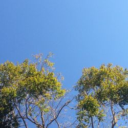 Low angle view of tree against blue sky