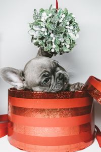 Close-up of dog sitting against white background