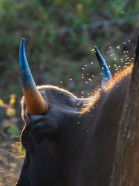 Close-up of an indian guar in the field