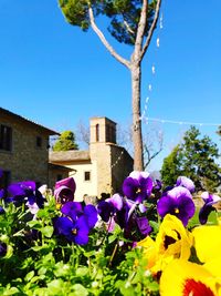 Purple flowering plants against blue sky and building