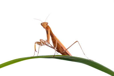 Close-up of insect against white background