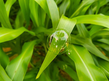 Close-up of water drops on grass
