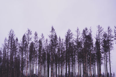 Pine trees in forest during winter