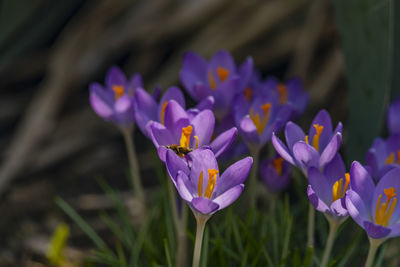 Close-up of purple crocus flowers on field