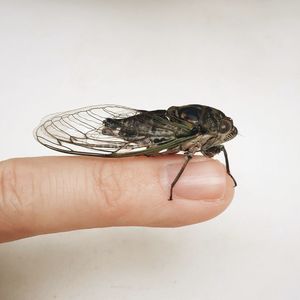 Cropped image of person holding cicada on finger against white background