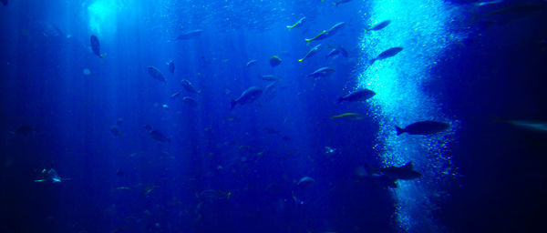 School of fish swimming underwater