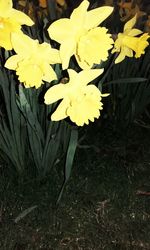 Close-up of yellow flowers