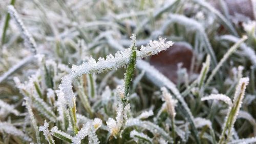 High angle view of frozen plants growing on field