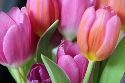 Close-up of pink tulips