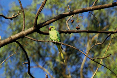 Low angle view of bird perching on branch