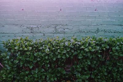 Close-up of ivy growing on wall