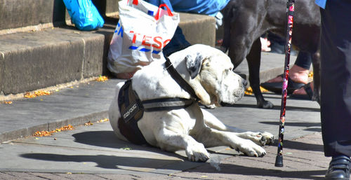 Low section of people with dog on street in city