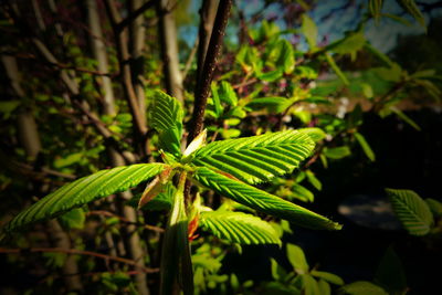 Close-up of plant