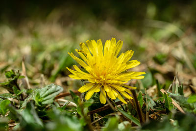 Close-up of yellow flowering plant on field