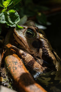 Close-up of frog