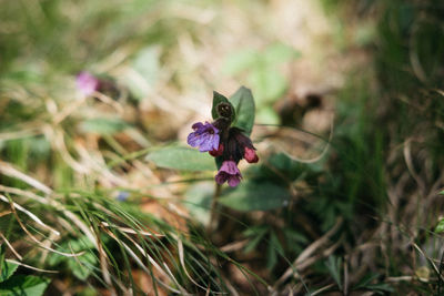 Close-up of purple flower on plant