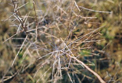 Close-up of dry plant on field