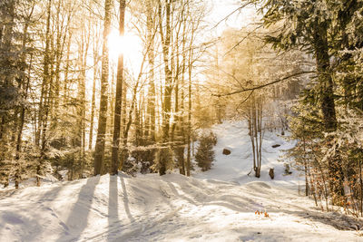 Trees on snow covered field in forest