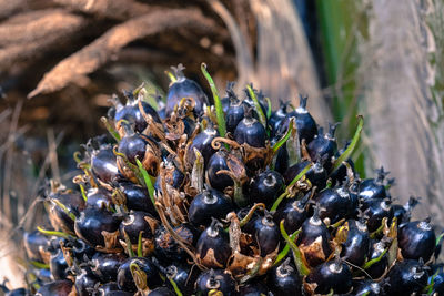 Close-up of blackberries