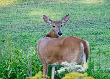 Portrait of deer