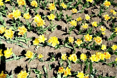 High angle view of yellow flowers blooming on field