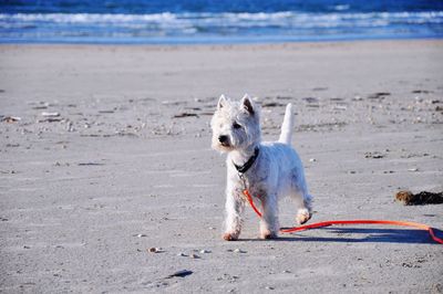 Dog on beach against sea
