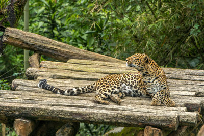 A leopard relaxing in a tree.