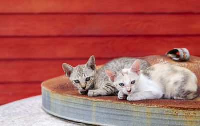 Portrait of cats resting